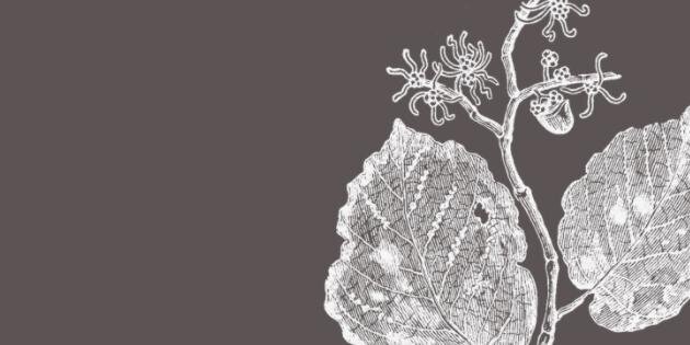 RootandBoneCo's profile banner image