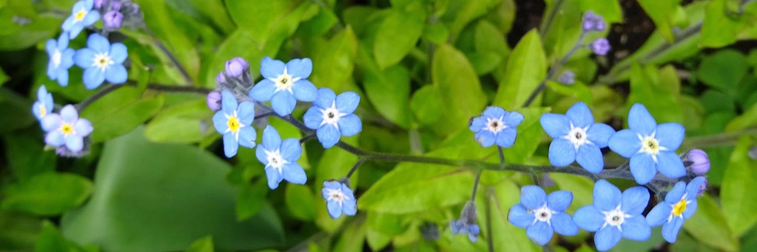 umaumauma9's profile banner image
