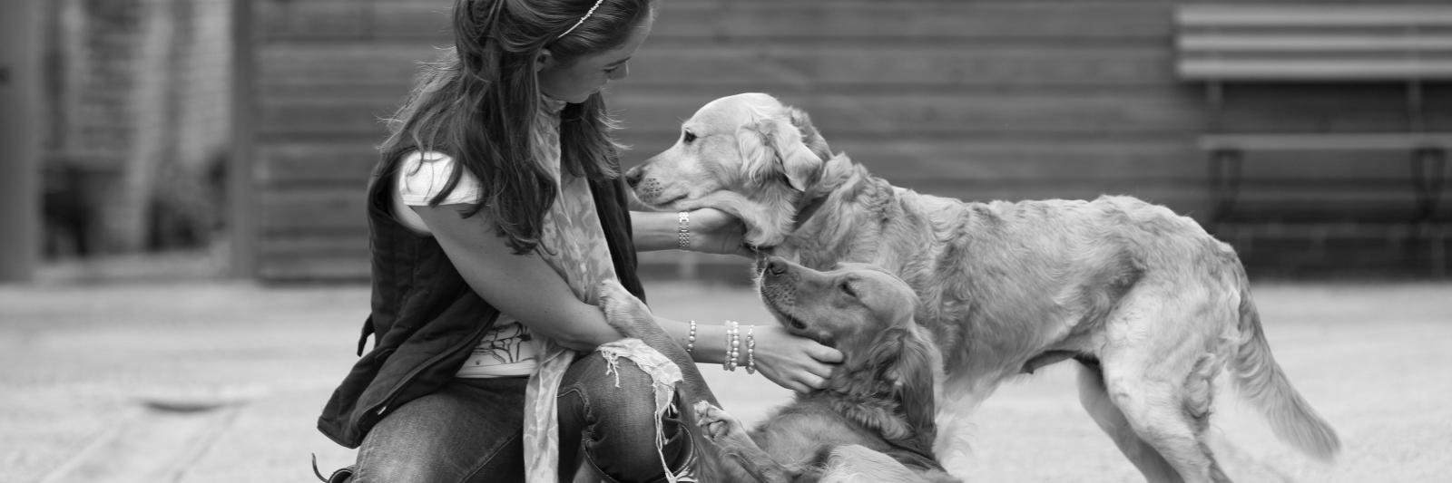 SomosDogLover's profile banner image