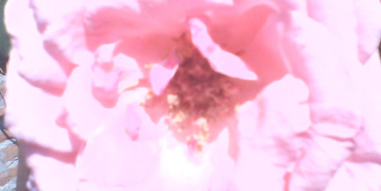 PAOLA ANDREA MORALES banner