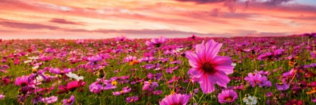 FlorMontejo_'s profile banner image