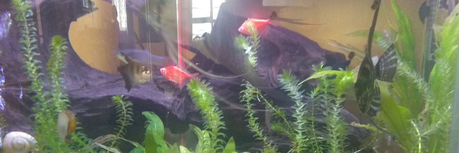 red_escolar's profile banner image