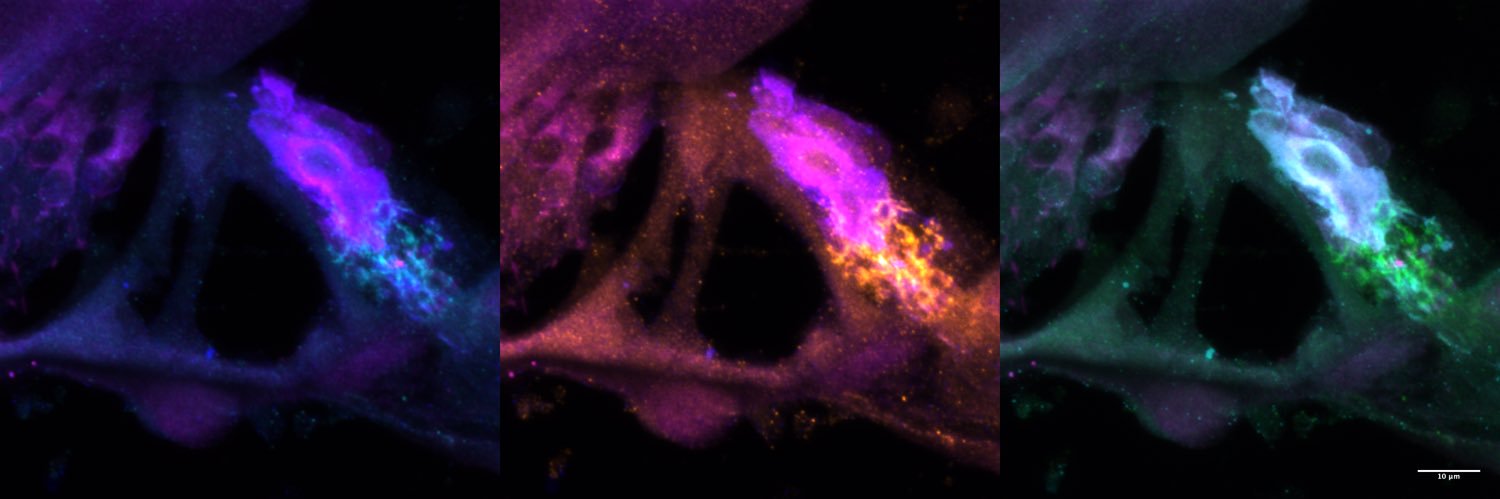 Joy A. Franco, PhD banner