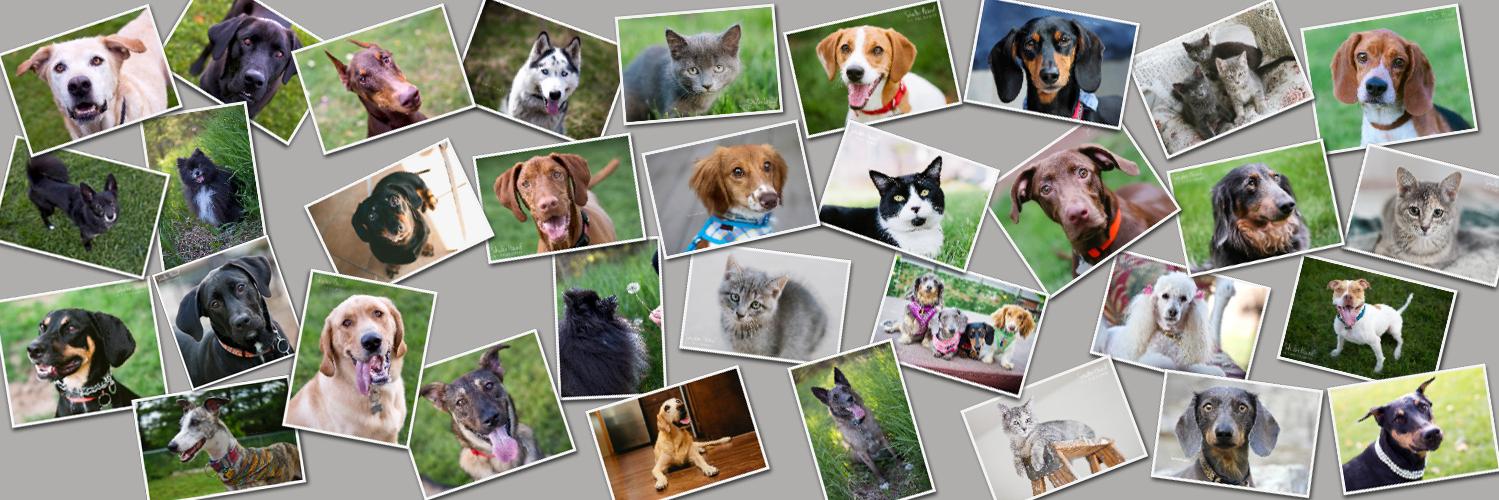 Shutter_Hound's profile banner image