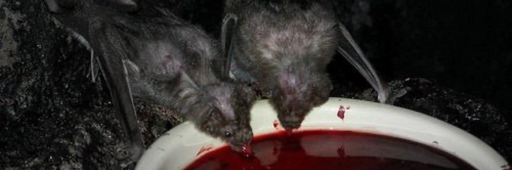 phoenix 🍉🇸🇩 banner