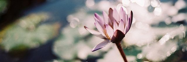 cottonskyid's profile banner image