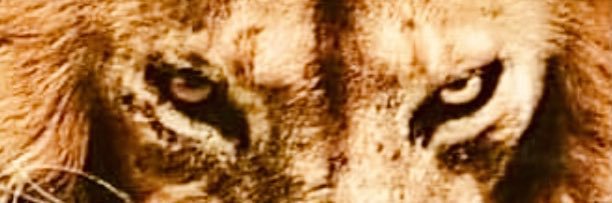 FanessaSmoke's profile banner image