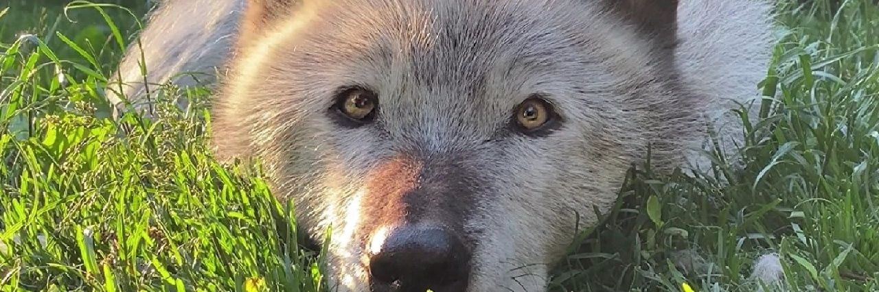 wwolf banner