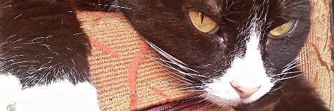 SiddersAna's profile banner image