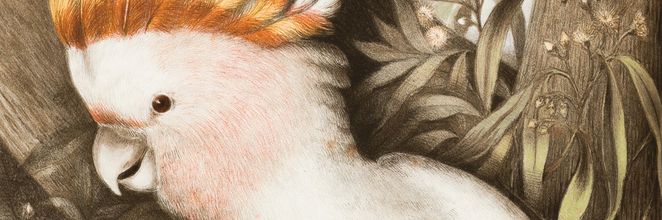 DerDesigner's profile banner image