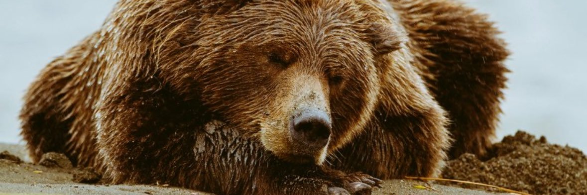 big_chefbear's profile banner image
