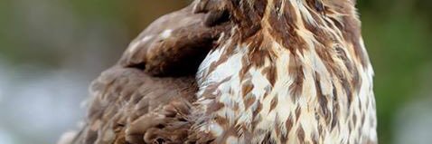 أبوفيصل 🌹 banner