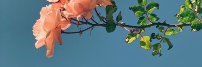 MarialeeGil's profile banner image