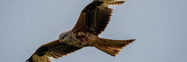 adgerbrown Profile Banner