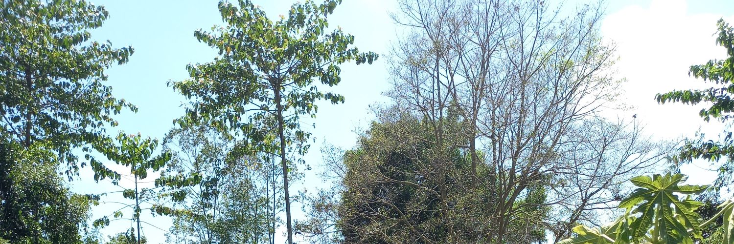 🦋 banner