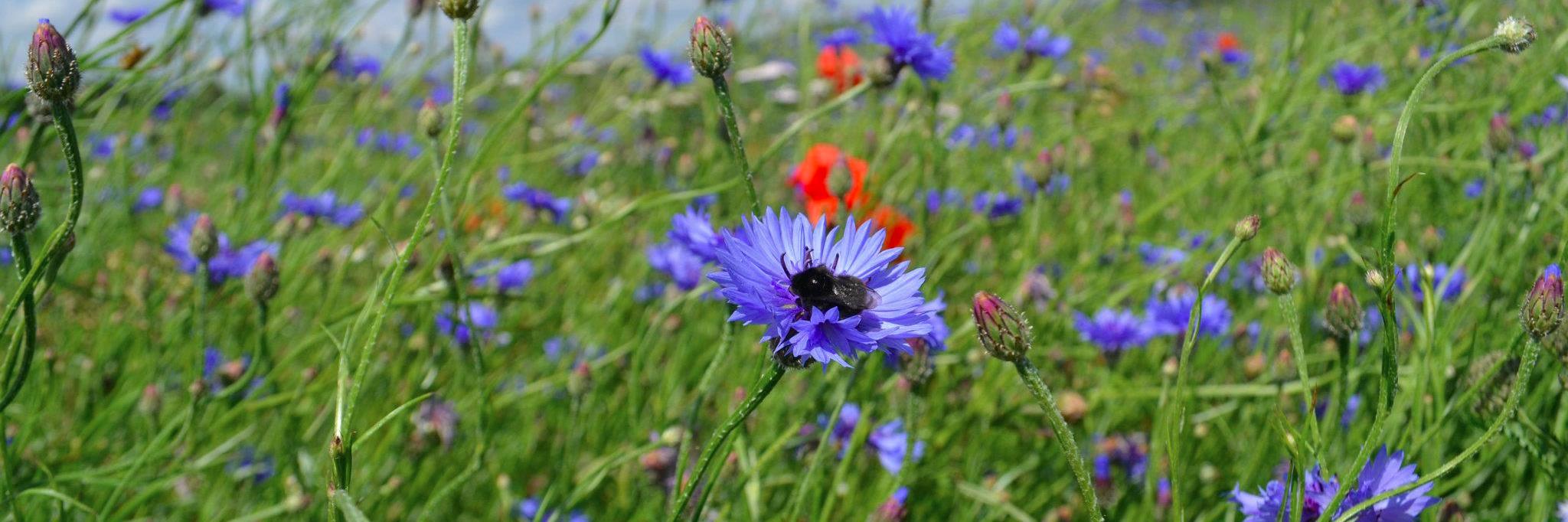 LondonGoesWild's profile banner image
