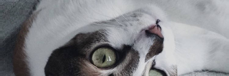 irninat's profile banner image