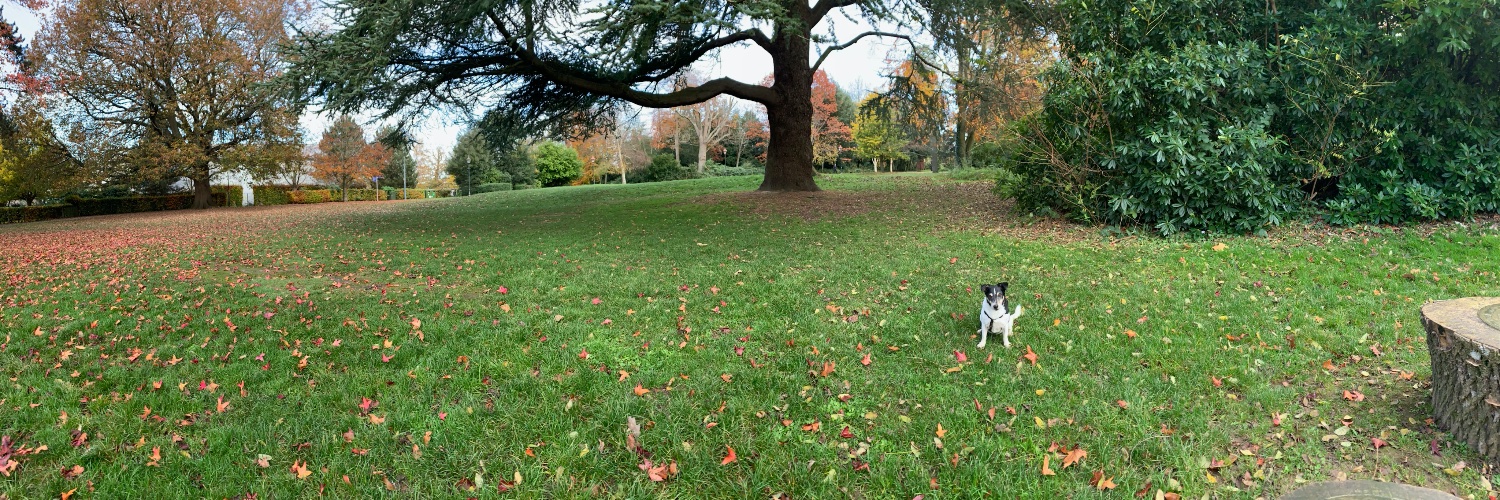 gifadog's profile banner image