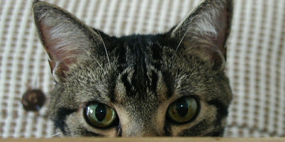 Japan_mini_LP's profile banner image