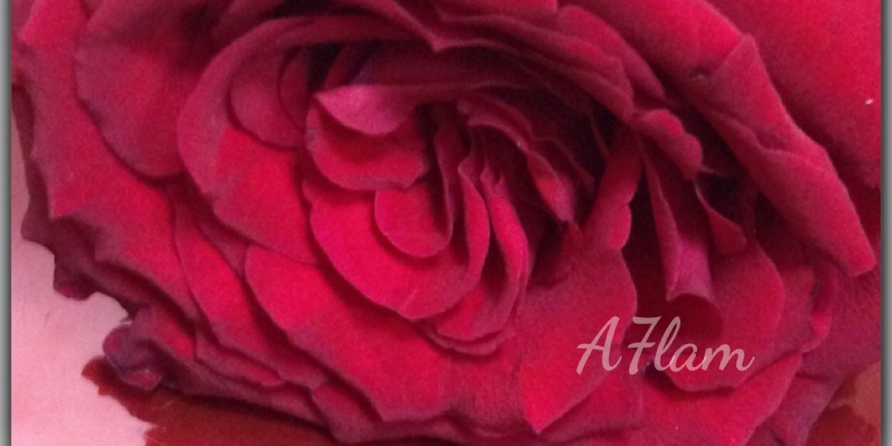 AhlamAlajmia's profile banner image