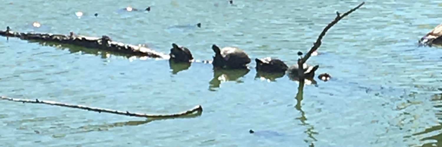 BioSeaino's profile banner image
