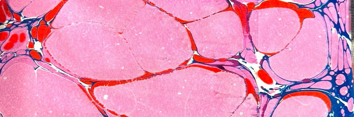 SelinAytas_'s profile banner image