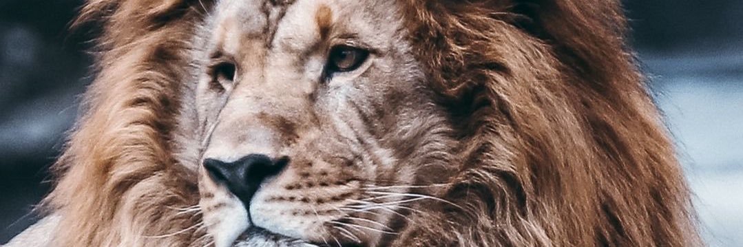 KAZAVELLI's profile banner image