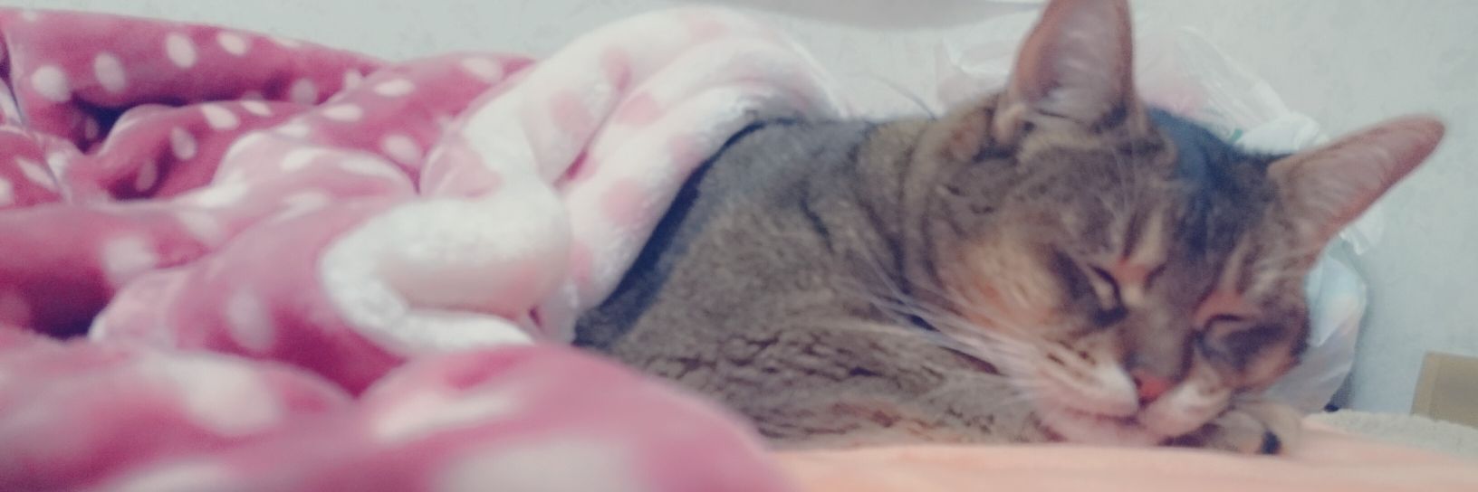 yukisasa2's profile banner image
