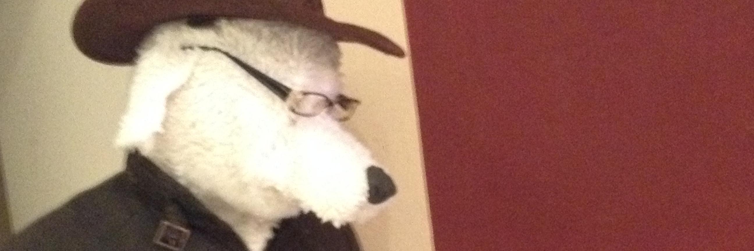 gbotdog's profile banner image