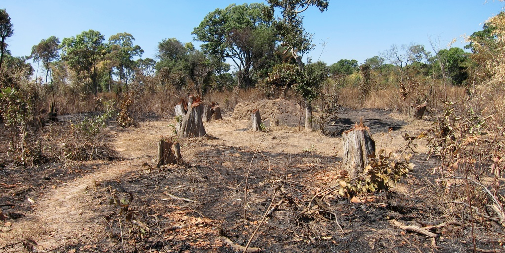 Emerging Cooking banner