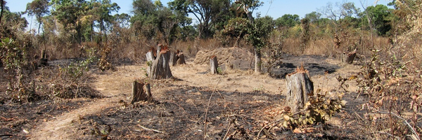 EmergingCooking Profile Banner