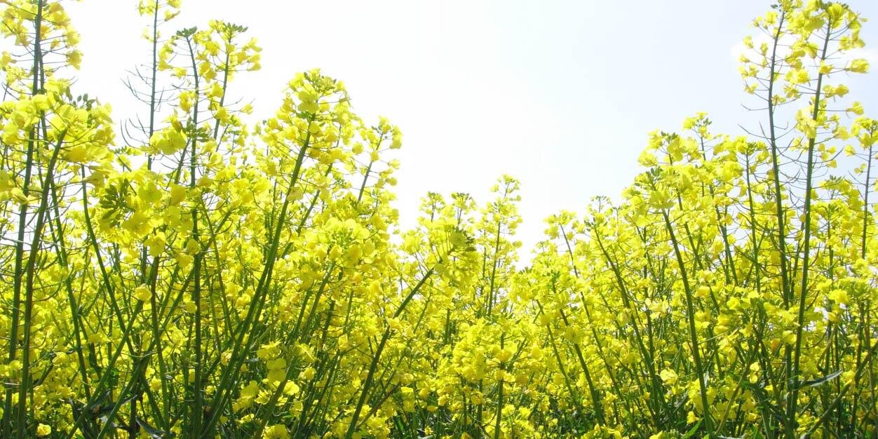 Richard Meredith banner