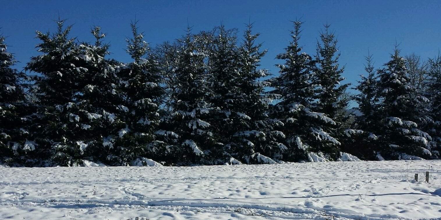 MelRenfro13's profile banner image