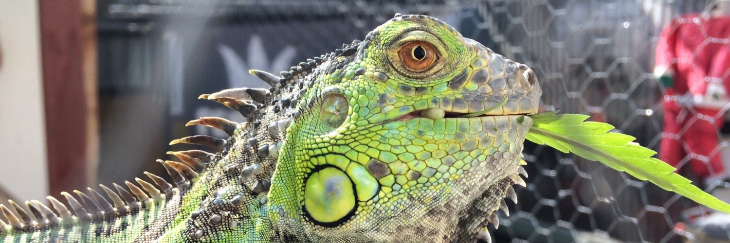 caracosida's profile banner image
