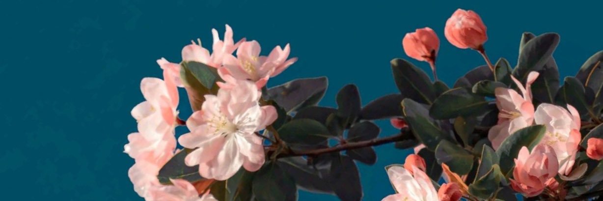 DonnaBoo_84's profile banner image