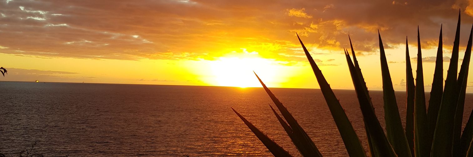 Alex 🇻🇳 banner