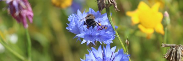 Thomas_A_789 Profile Banner