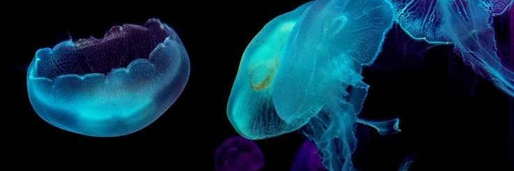 𝓒assie 🪷 — 𝓜onsta x. banner