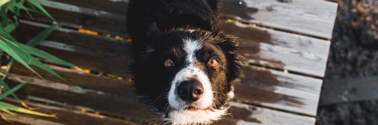 szummi's profile banner image