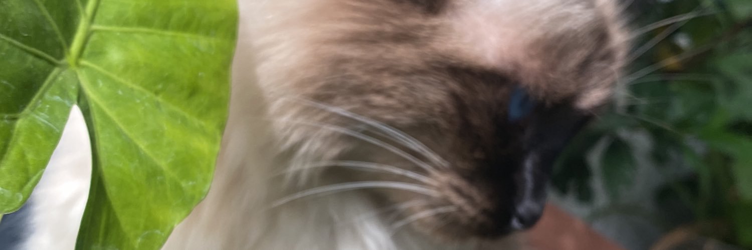 abarcaf_'s profile banner image