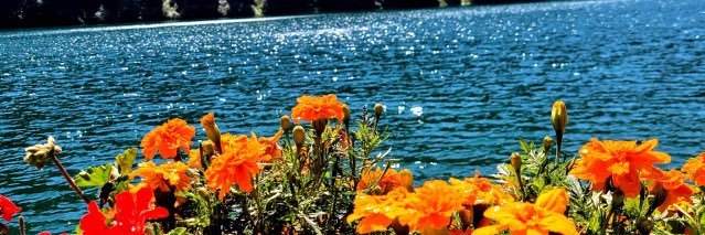 Cassius 🦋🐝 banner