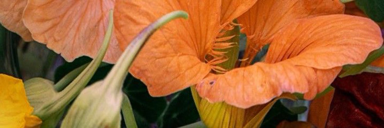 gaialect_'s profile banner image
