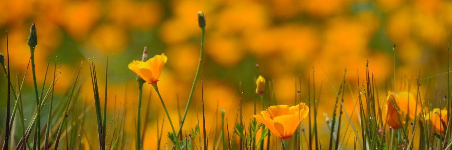 Cbs8Swannie's profile banner image