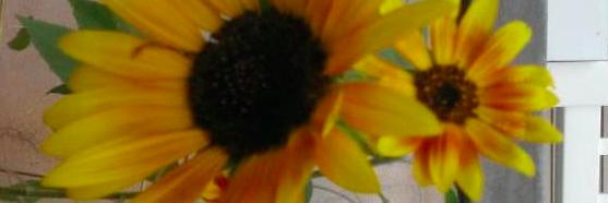 TravelsoftheTF's profile banner image