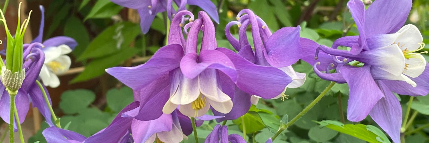 Adams__Garden's profile banner image