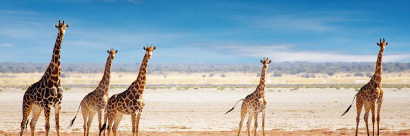 ercorbeil's profile banner image