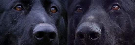majanesic3's profile banner image
