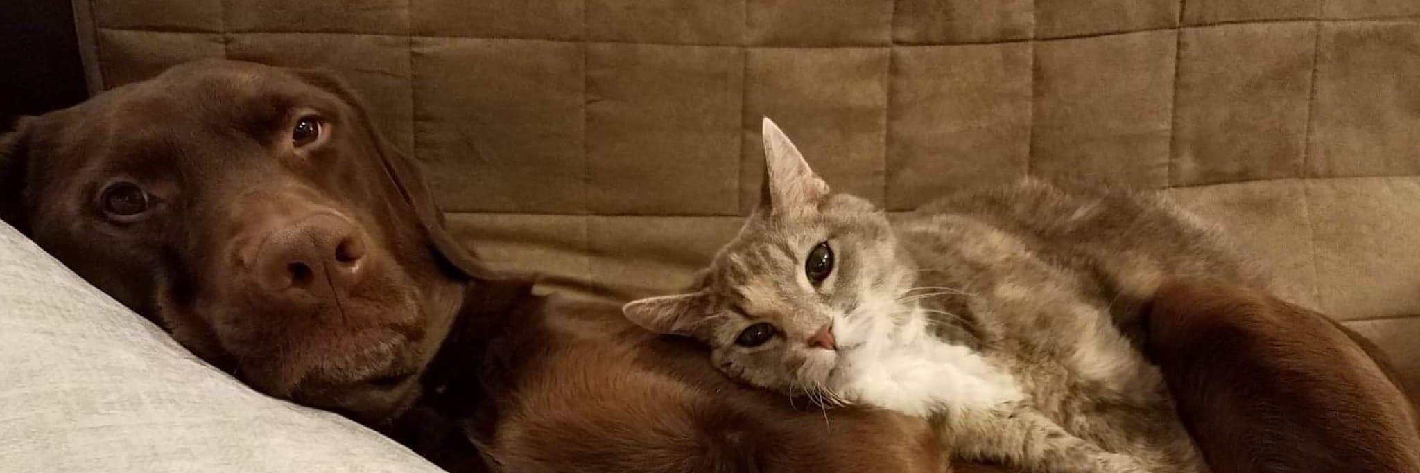 PRNPets's profile banner image