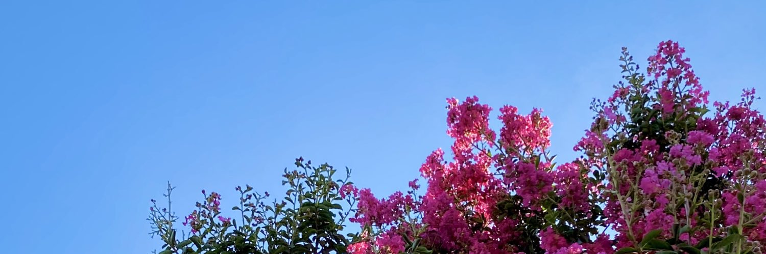 EmiRisio's profile banner image