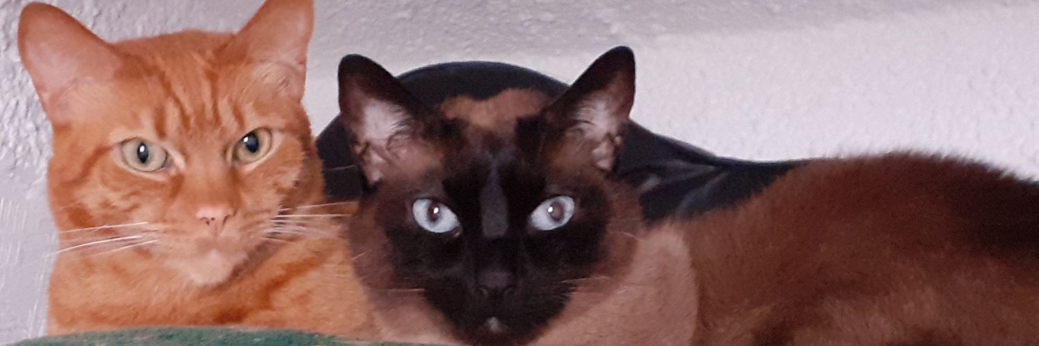 OLYA PETROV banner
